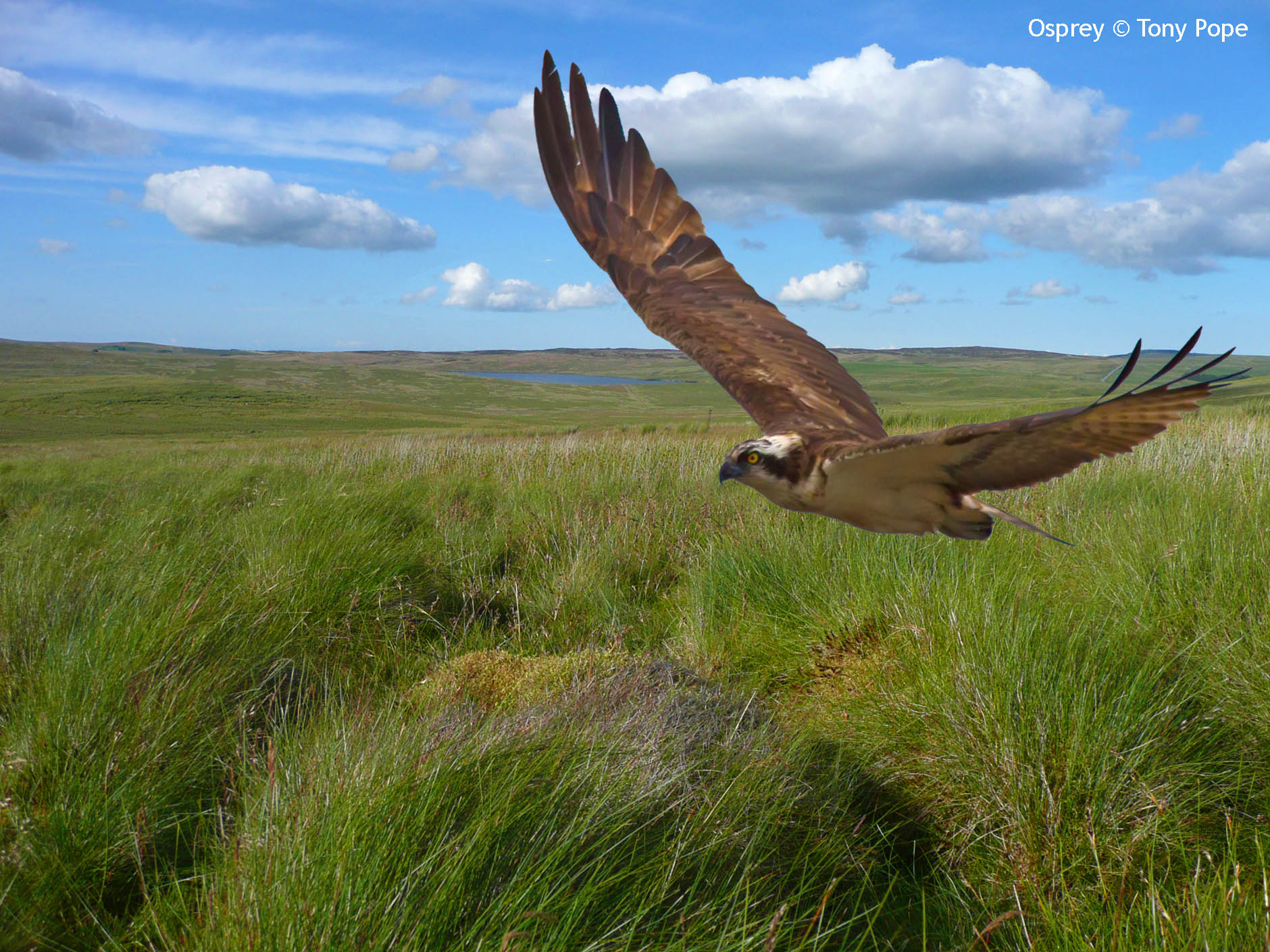 Osprey over Hiraeth moor